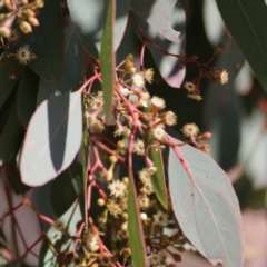 Eucalyptus polyanthemos at West Wodonga, VIC - 11 Jul 2021