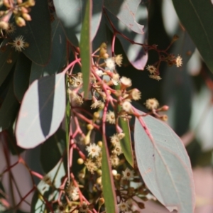 Eucalyptus polyanthemos at West Wodonga, VIC - 11 Jul 2021 10:44 AM