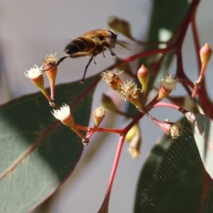 Eucalyptus polyanthemos at West Wodonga, VIC - 11 Jul 2021 10:44 AM