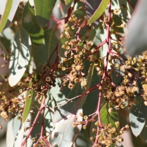 Eucalyptus polyanthemos at West Wodonga, VIC - 11 Jul 2021 10:44 AM