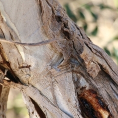 Eucalyptus polyanthemos at West Wodonga, VIC - 11 Jul 2021 10:44 AM