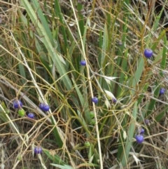 Dianella revoluta var. revoluta (Black-Anther Flax Lily) at The Pinnacle - 7 Dec 2015 by sangio7