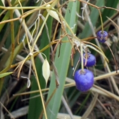 Dianella revoluta var. revoluta at Holt, ACT - 7 Dec 2015