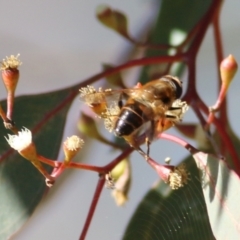 Eristalis tenax (Drone fly) at West Wodonga, VIC - 11 Jul 2021 by KylieWaldon