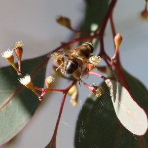 Eristalis tenax at West Wodonga, VIC - 11 Jul 2021 10:20 AM