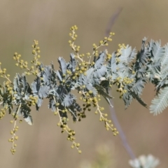 Acacia baileyana (Cootamundra Wattle, Golden Mimosa) at Wodonga - 11 Jul 2021 by Kyliegw