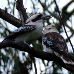 Dacelo novaeguineae (Laughing Kookaburra) at Melba, ACT - 11 Jul 2021 by Kurt