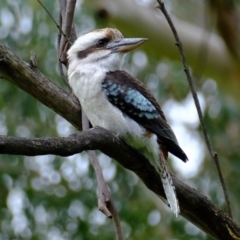 Dacelo novaeguineae at Melba, ACT - 11 Jul 2021 12:28 PM