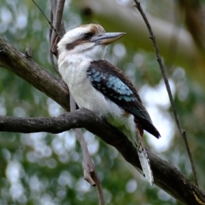 Dacelo novaeguineae at Melba, ACT - 11 Jul 2021 12:28 PM