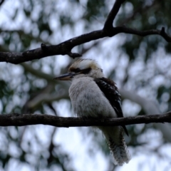 Dacelo novaeguineae at Melba, ACT - 11 Jul 2021