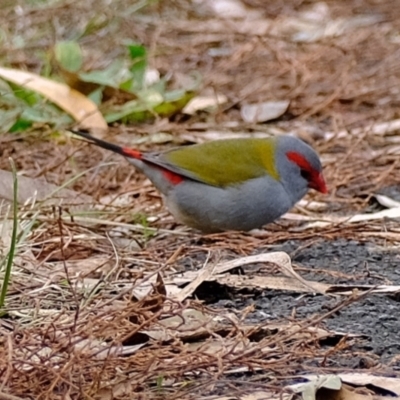 Neochmia temporalis (Red-browed Finch) at Melba, ACT - 11 Jul 2021 by Kurt