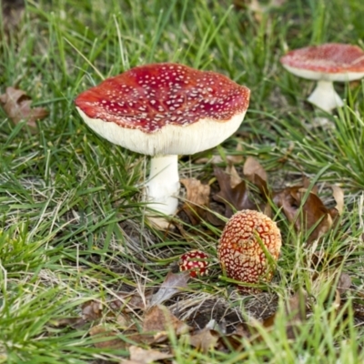 Amanita muscaria (Fly Agaric) at Lake Burley Griffin West - 15 Jun 2013 by AlisonMilton
