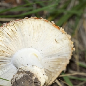 Amanita muscaria at Yarralumla, ACT - 15 Jun 2013 03:59 PM