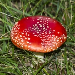 Amanita muscaria at Yarralumla, ACT - 15 Jun 2013 03:59 PM