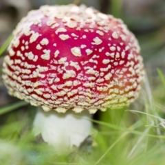 Amanita muscaria at Yarralumla, ACT - 15 Jun 2013 03:59 PM