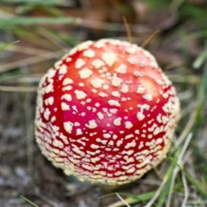 Amanita muscaria at Yarralumla, ACT - 15 Jun 2013 03:59 PM