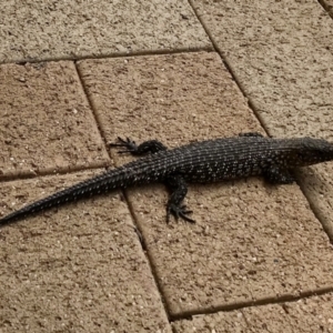 Egernia cunninghami at Calwell, ACT - 2 Dec 2020