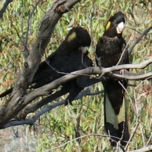 Zanda funerea at Calwell, ACT - 20 Apr 2014