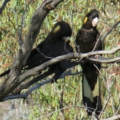 Zanda funerea (Yellow-tailed Black-Cockatoo) at Calwell, ACT - 20 Apr 2014 by ROWLAD