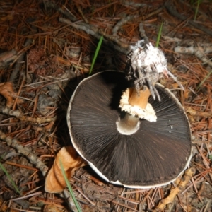 Agaricus sp. at Yarralumla, ACT - 9 Apr 2014 06:22 PM