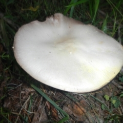 Agaricus sp. at Yarralumla, ACT - 9 Apr 2014 06:22 PM