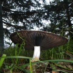 Agaricus sp. at Yarralumla, ACT - 9 Apr 2014 06:22 PM