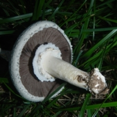 Agaricus sp. (Agaricus) at Lake Burley Griffin West - 9 Apr 2014 by AlisonMilton