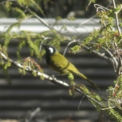 Nesoptilotis leucotis (White-eared Honeyeater) at Calwell, ACT - 28 May 2020 by ROWLAD