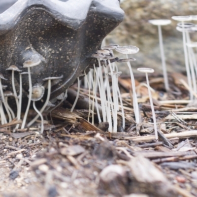 Coprinellus etc. (An Inkcap) at Higgins, ACT - 22 Jan 2016 by AlisonMilton