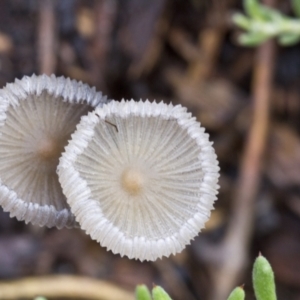 Coprinellus etc. at Higgins, ACT - 23 Jan 2016