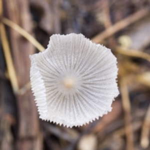 Coprinellus etc. at Higgins, ACT - 23 Jan 2016