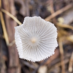 Coprinellus etc. at Higgins, ACT - 23 Jan 2016