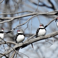 Stagonopleura guttata (Diamond Firetail) at Namadgi National Park - 11 Jul 2021 by JohnBundock