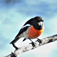 Petroica boodang (Scarlet Robin) at Namadgi National Park - 11 Jul 2021 by JohnBundock