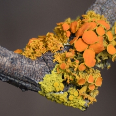 Teloschistes sp. (genus) (A lichen) at Lake Ginninderra - 11 Jul 2021 by Thurstan