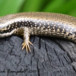 Eulamprus heatwolei at Leura, NSW - 11 Jul 2021