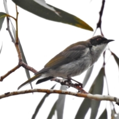 Melithreptus lunatus (White-naped Honeyeater) at Namadgi National Park - 11 Jul 2021 by JohnBundock