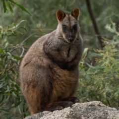 Petrogale penicillata (Brush-tailed Rock Wallaby) at Paddys River, ACT - 11 Jul 2021 by patrickcox