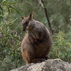 Petrogale penicillata at Paddys River, ACT - suppressed