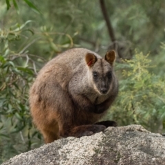 Petrogale penicillata at Paddys River, ACT - 11 Jul 2021