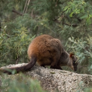 Petrogale penicillata at Paddys River, ACT - suppressed