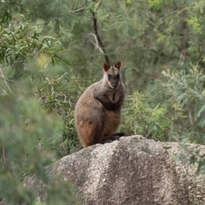 Petrogale penicillata at Paddys River, ACT - suppressed