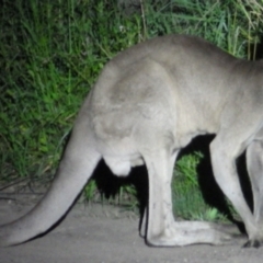 Macropus giganteus (Eastern Grey Kangaroo) at Castlereagh, NSW - 11 Jan 2021 by PatrickCampbell