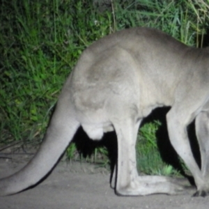 Macropus giganteus at Castlereagh, NSW - 12 Jan 2021