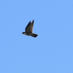 Falco peregrinus (Peregrine Falcon) at Wodonga - 11 Jul 2021 by Kyliegw
