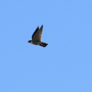 Falco peregrinus at West Wodonga, VIC - 11 Jul 2021 10:23 AM