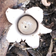 Geastrum sp. (genus) (An earthstar) at Hughes, ACT - 2 Jul 2021 by ruthkerruish