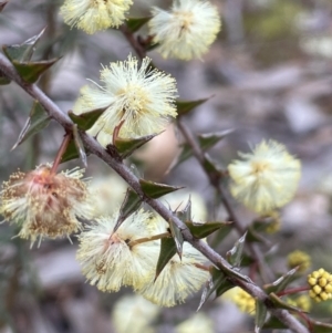 Acacia gunnii at Majura, ACT - 10 Jul 2021