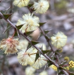 Acacia gunnii (Ploughshare Wattle) at Mount Ainslie - 10 Jul 2021 by JaneR