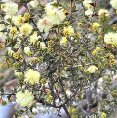 Acacia gunnii at Majura, ACT - 10 Jul 2021